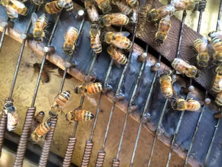 Jessica Segall (American) Fugue in B Flat, 2016 piano, honeybees, audio, approx. 5' x 4' x 1' ©2016 Jessica Segall. Courtesy of the artist